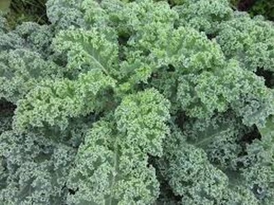 chou kale bio