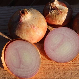 oignon-rose-roscoff-armorique-bio