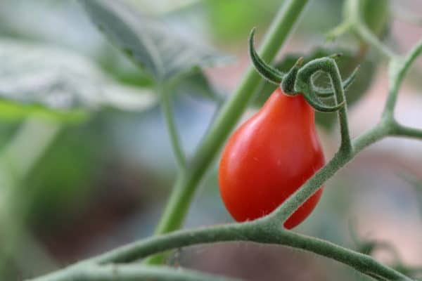 graines de tomates cerise bio poire rouge