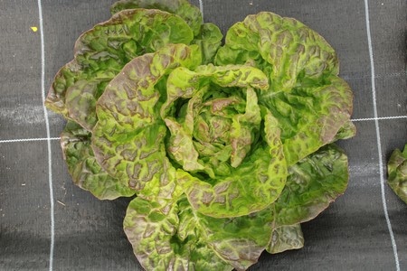 Graines de salade laitue Merveille des 4 Saisons bio