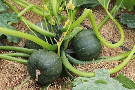 semences de courgette ronde de nice biologique de l'atelier des bons plants