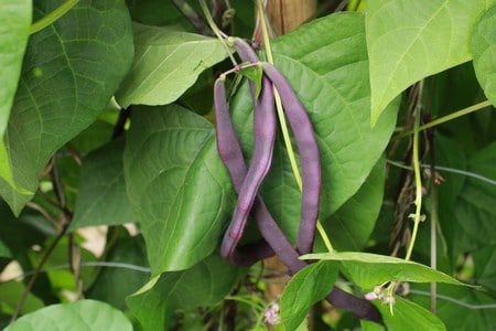 haricot violet à rames bio Blauhilde