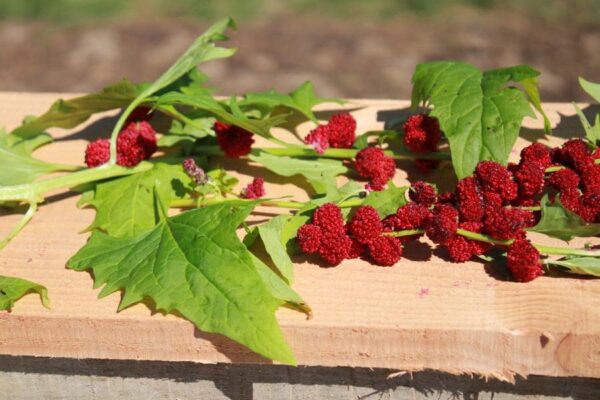 graines de l'atelier des bonsplants- épinard fraise bio