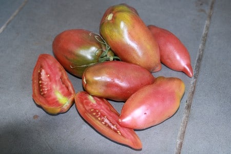 semences de tomates black cornue bio