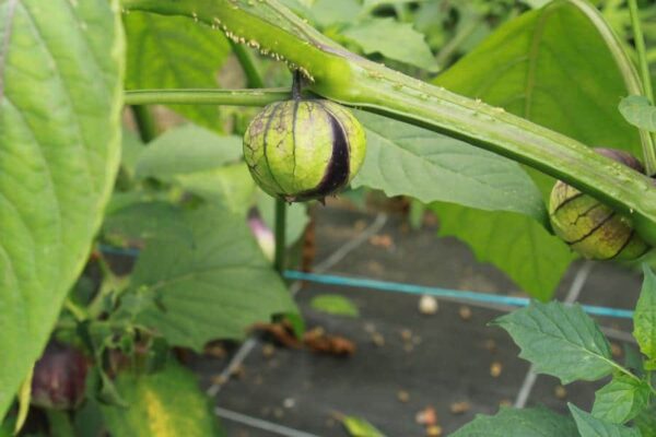 physalis tomatillo du mexique bio