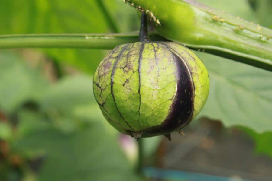 physalis tomatillo violet bio