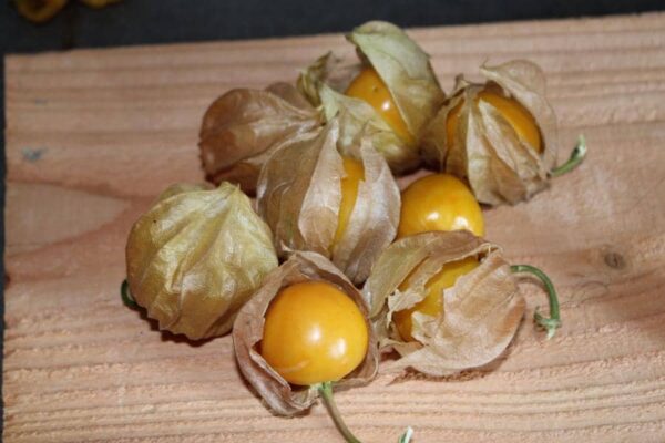 Physalis du pérou bio