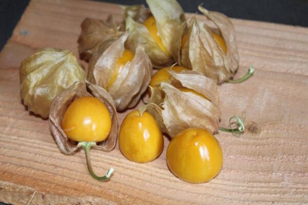 Physalis Peruviana géant bio