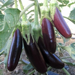 aubergine little finger bio