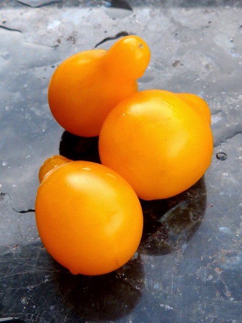 graines de tomate cerise jaune poire bio