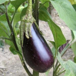 Aubergines