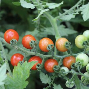 Tomates Cerises