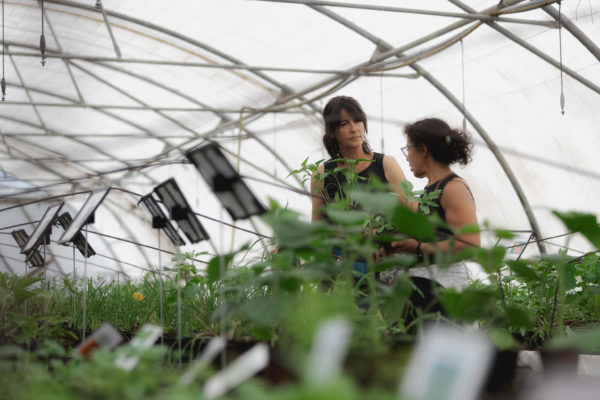 Vente plants potagers dans notre ferme horticole
