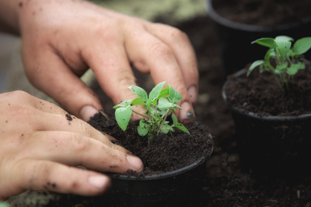 planter plant bio potager