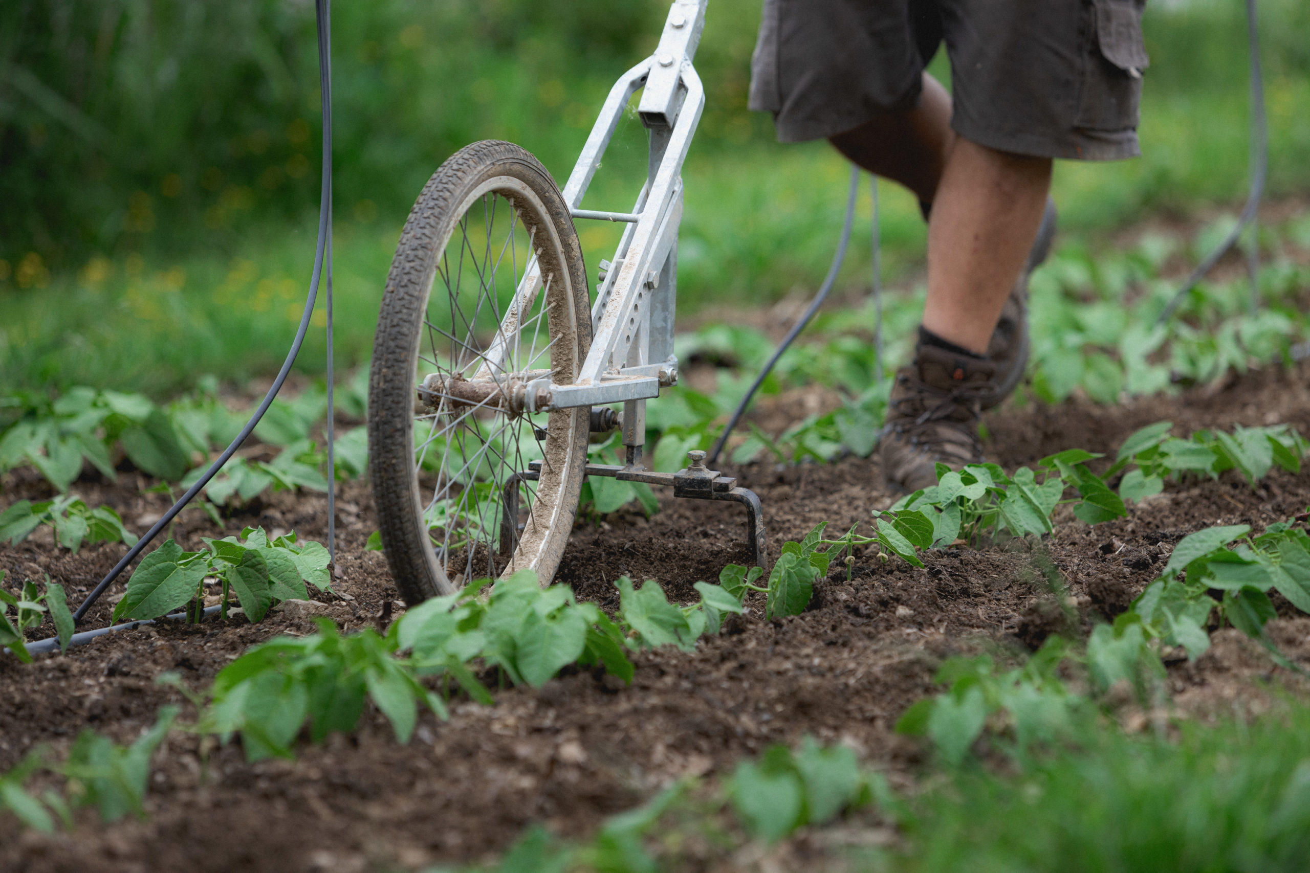 Culitver son potager bio