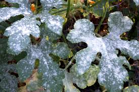 Odium sur plant de courgette