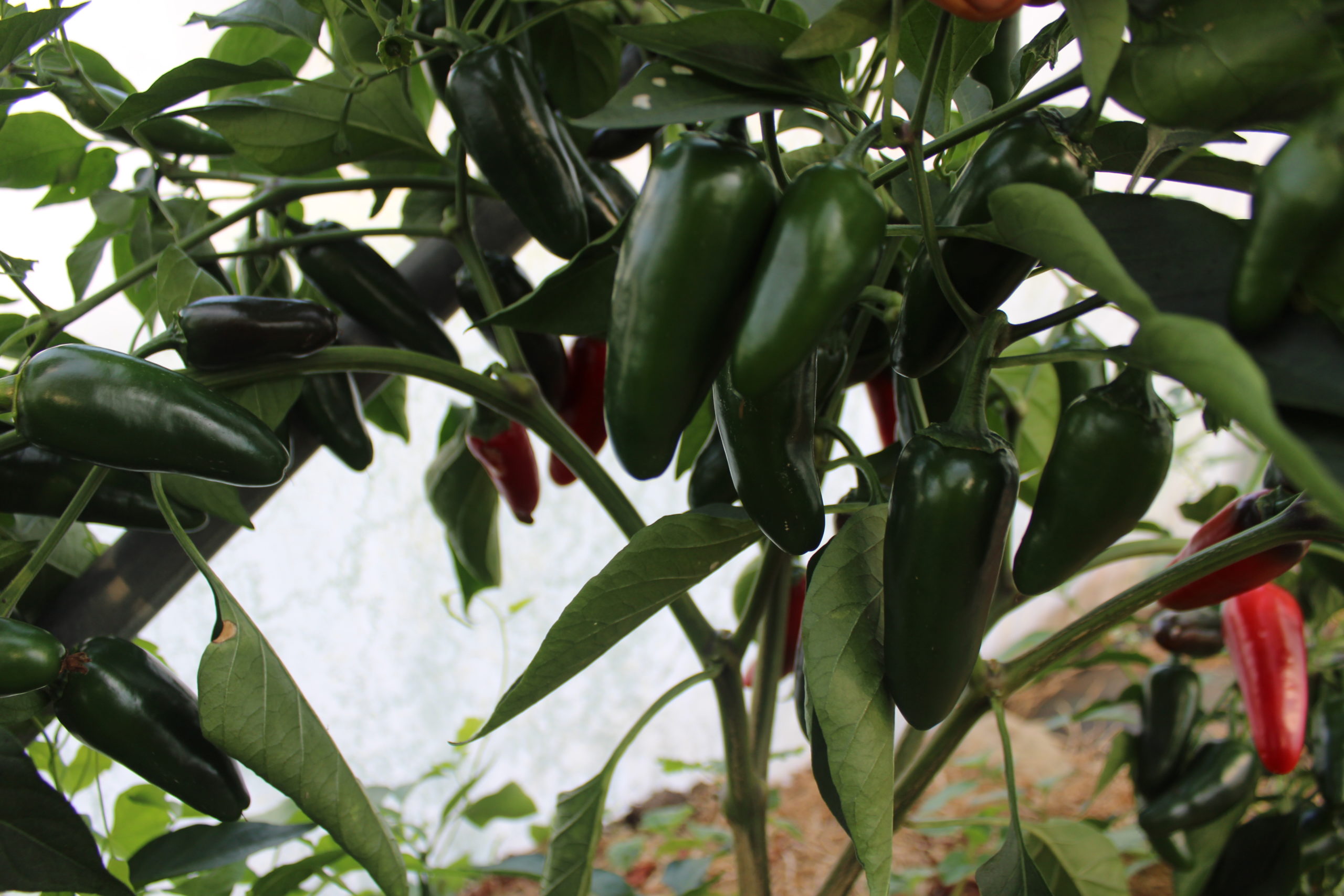 Piment Jalapeno Mexicain graines à planter