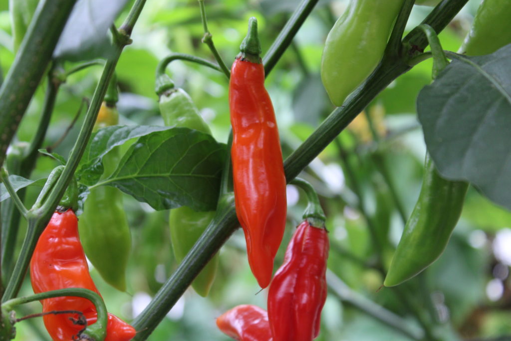 Plant de Piment Doux des Landes bio- Vente de plant bio en ligne