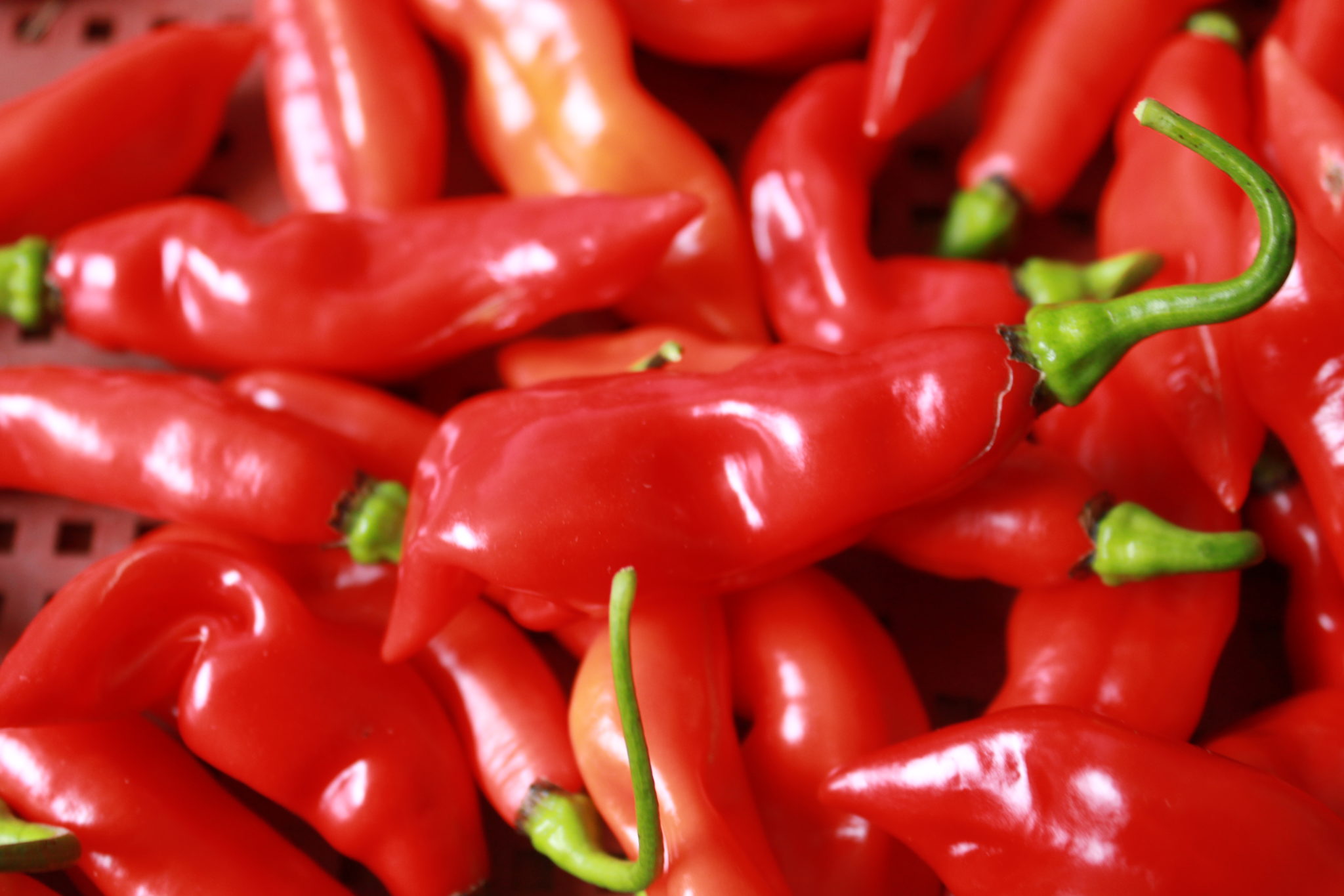 Piment doux Végétarien bio L
