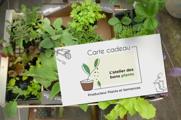 offrez des plants bio de chez l'atelier des bons plants, carte cadeau