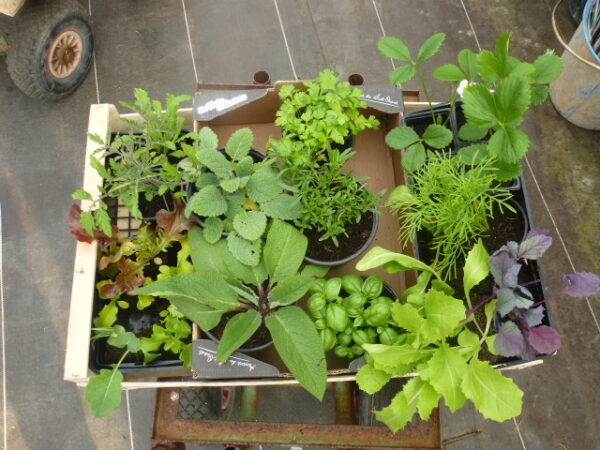 Plantes Aromatiques - L'atelier des bons plants